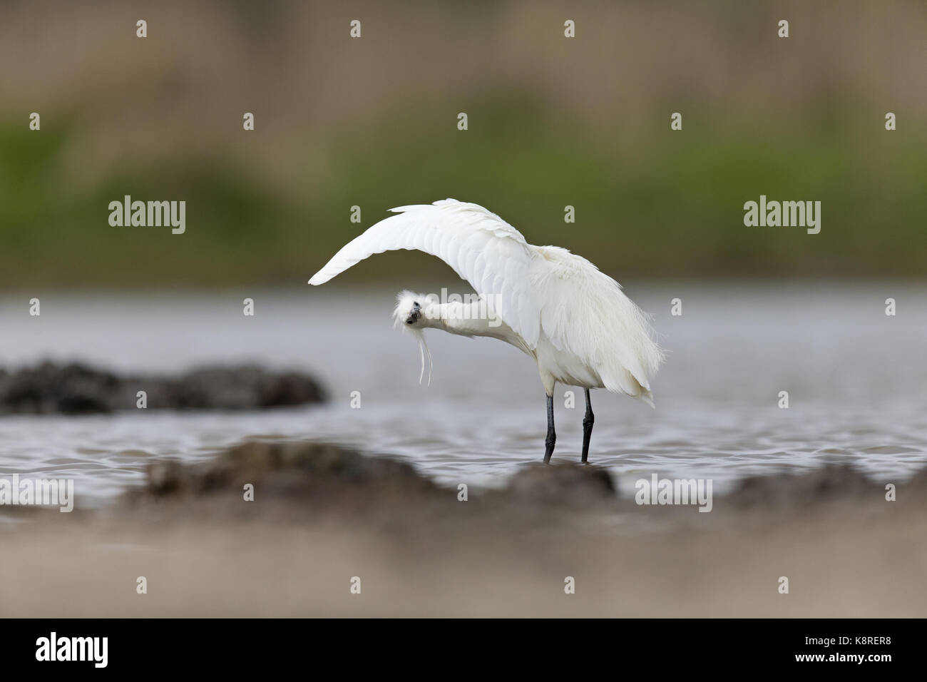 Garzetta (Egretta garzetta) adulto, allevamento del piumaggio, stando in piedi in stagno, guardando fuori da sotto l'ala durante il preening, Suffolk, Inghilterra, aprile Foto Stock