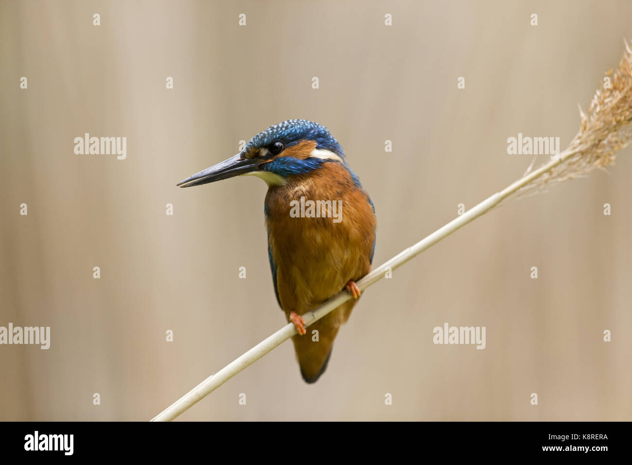 Common kingfisher (Alcedo atthis) maschio adulto, appollaiato sul gambo reed, Suffolk, Inghilterra, può Foto Stock