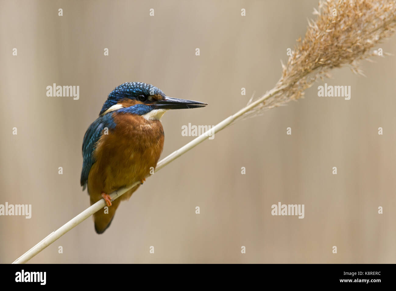 Common kingfisher (Alcedo atthis) maschio adulto, appollaiato sul gambo reed, Suffolk, Inghilterra, può Foto Stock