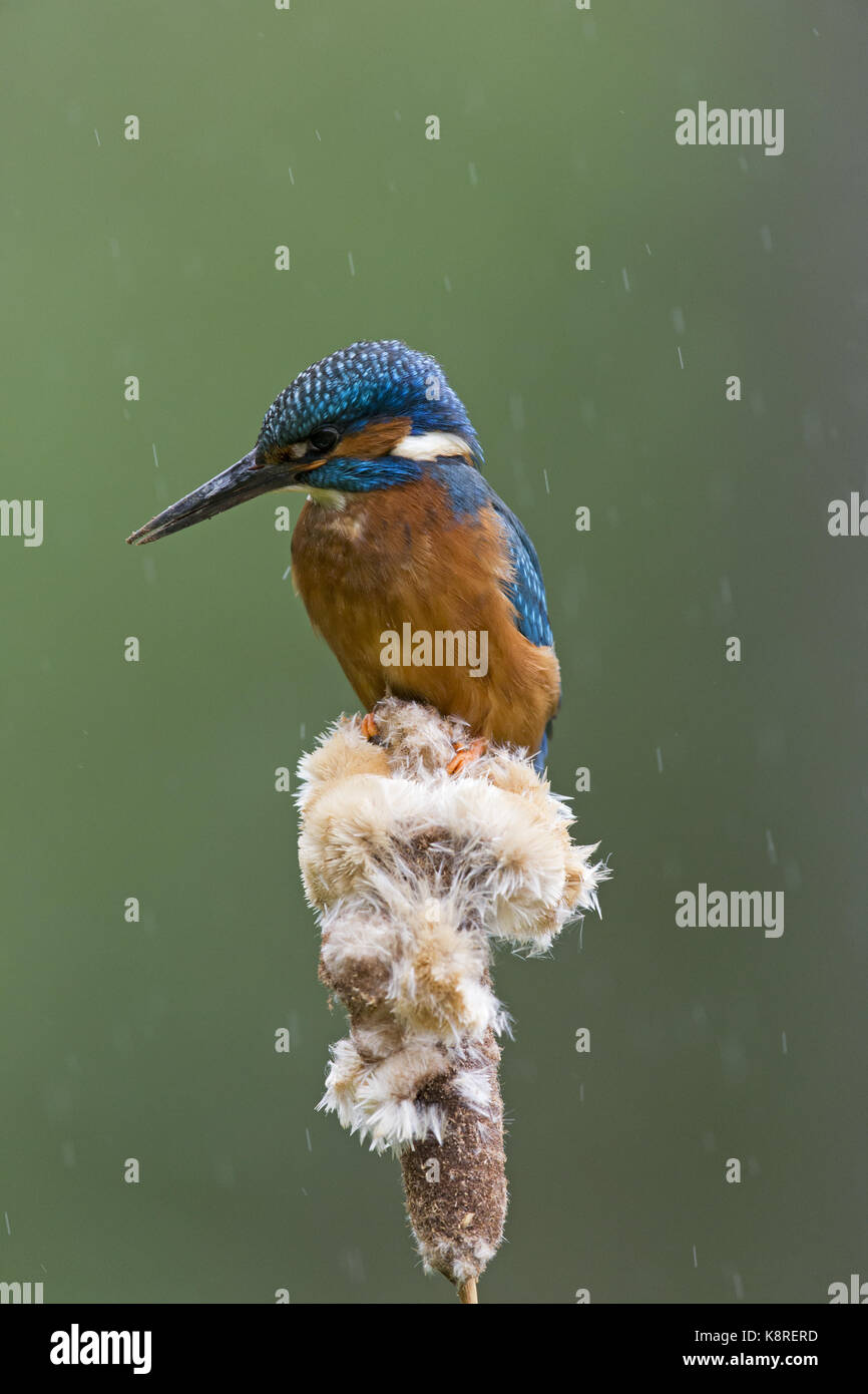 Common kingfisher (Alcedo atthis) maschio adulto, appollaiato su reedmace seedhead, in caso di pioggia, Suffolk, Inghilterra, può Foto Stock