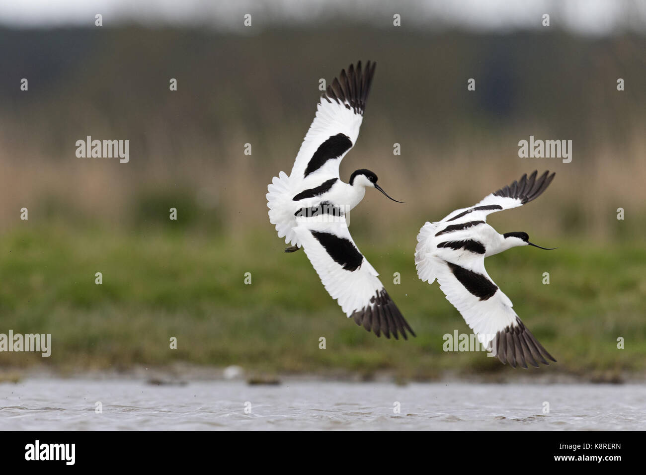 Eurasian avocetta (recurvirostra avosetta) 2 adulti, volare, Suffolk, Inghilterra, aprile Foto Stock