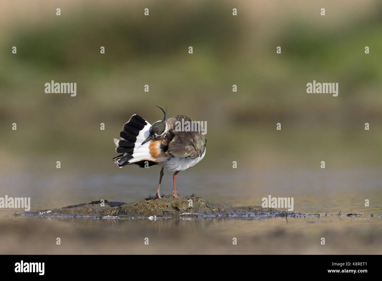 Pavoncella (vanellus vanellus) adulto, in piedi sul fango, preening, Suffolk, Inghilterra, Regno Unito, aprile Foto Stock