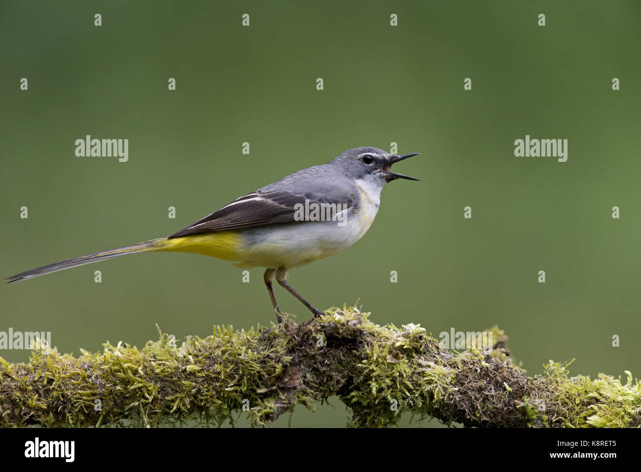 Wagtail grigio (Motacilla cinerea) femmina adulta, allevamento del piumaggio, appollaiato su moss ramo coperti, chiamando, Suffolk, Inghilterra, può Foto Stock