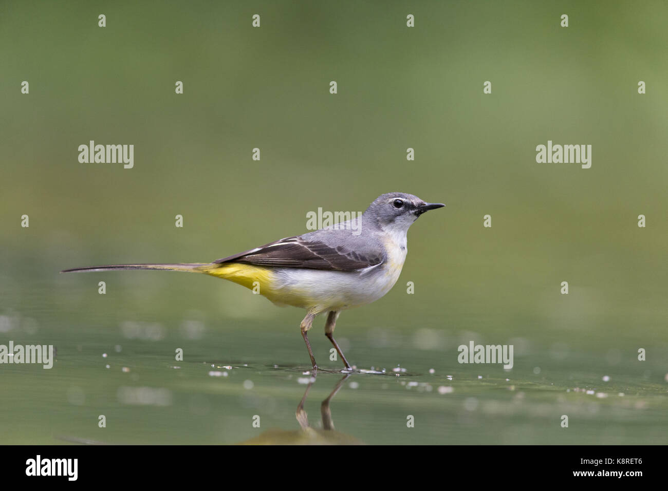 Wagtail grigio (Motacilla cinerea) femmina adulta, allevamento del piumaggio, in piedi in acqua poco profonda, Suffolk, Inghilterra, può Foto Stock
