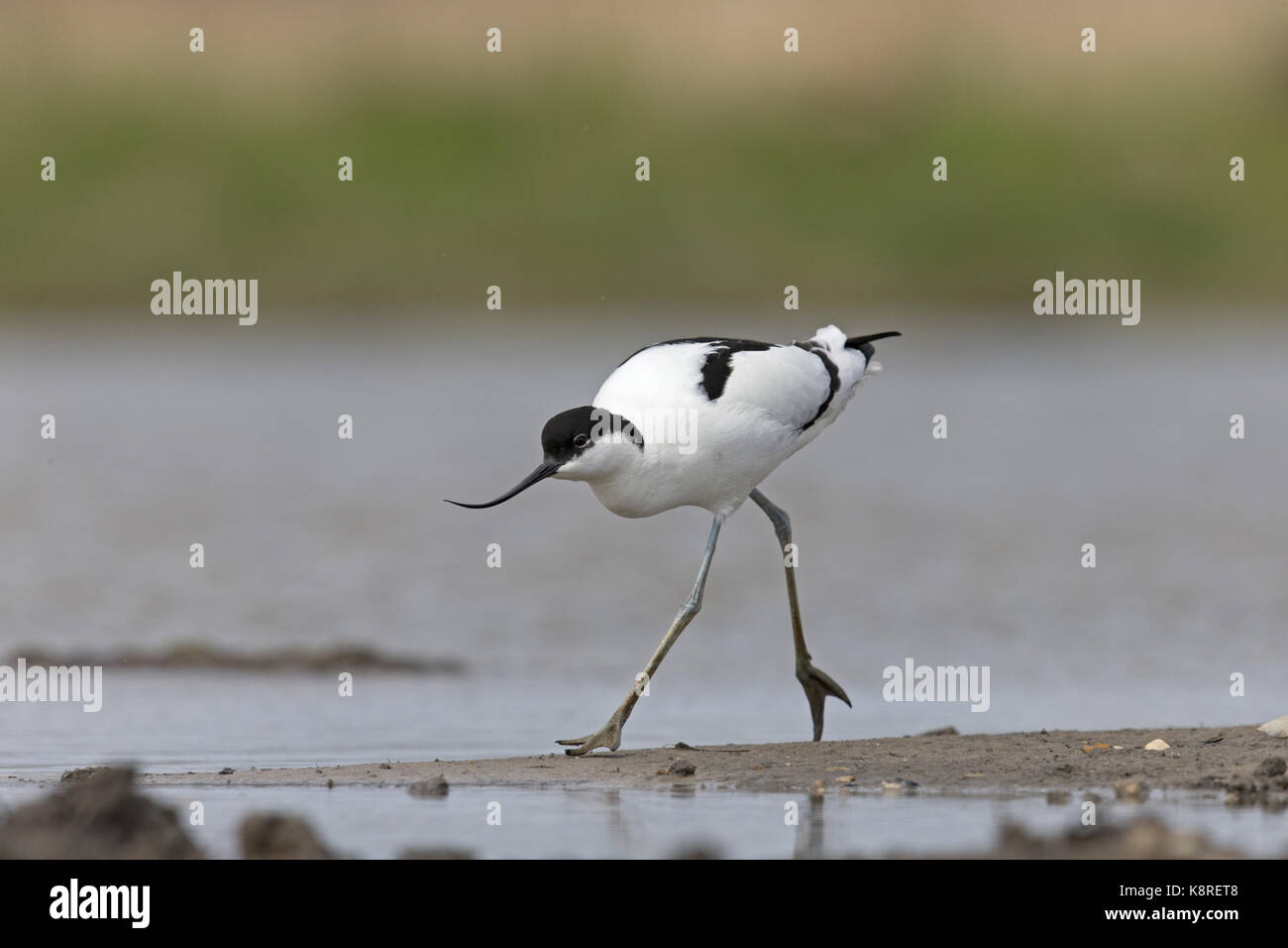 Eurasian avocetta (recurvirostra avosetta) adulto, in esecuzione sulla sabbia, Suffolk, Inghilterra, aprile Foto Stock
