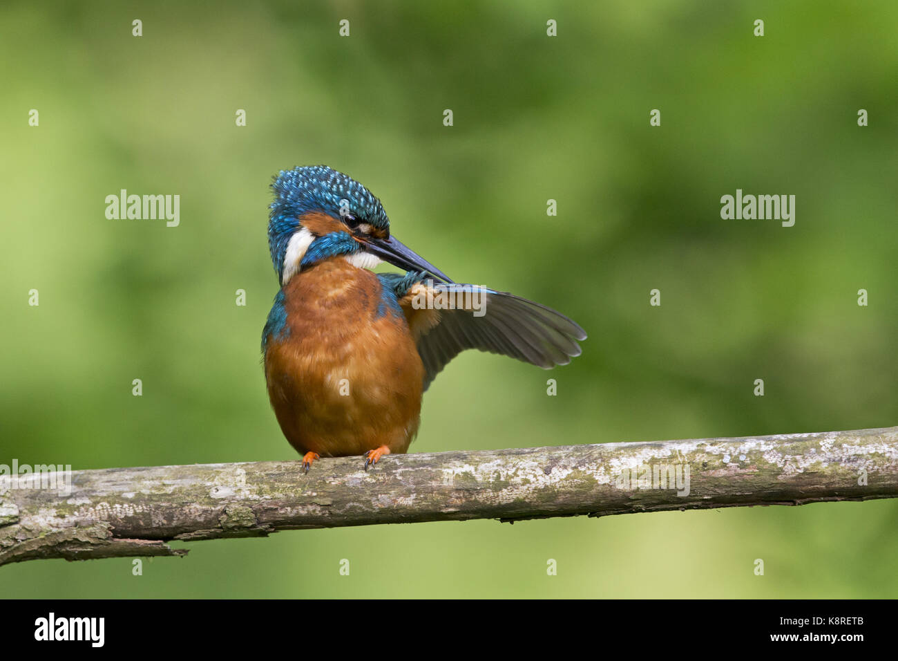 Common kingfisher (Alcedo atthis) maschio adulto, preening, Suffolk, Inghilterra, può Foto Stock