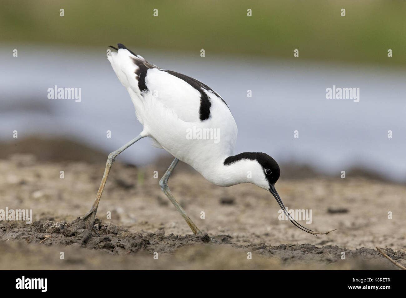 Eurasian avocetta (recurvirostra avosetta) adulto, passeggiate sulla sabbia, il prelievo di materiale di nido, Suffolk, Inghilterra, aprile Foto Stock