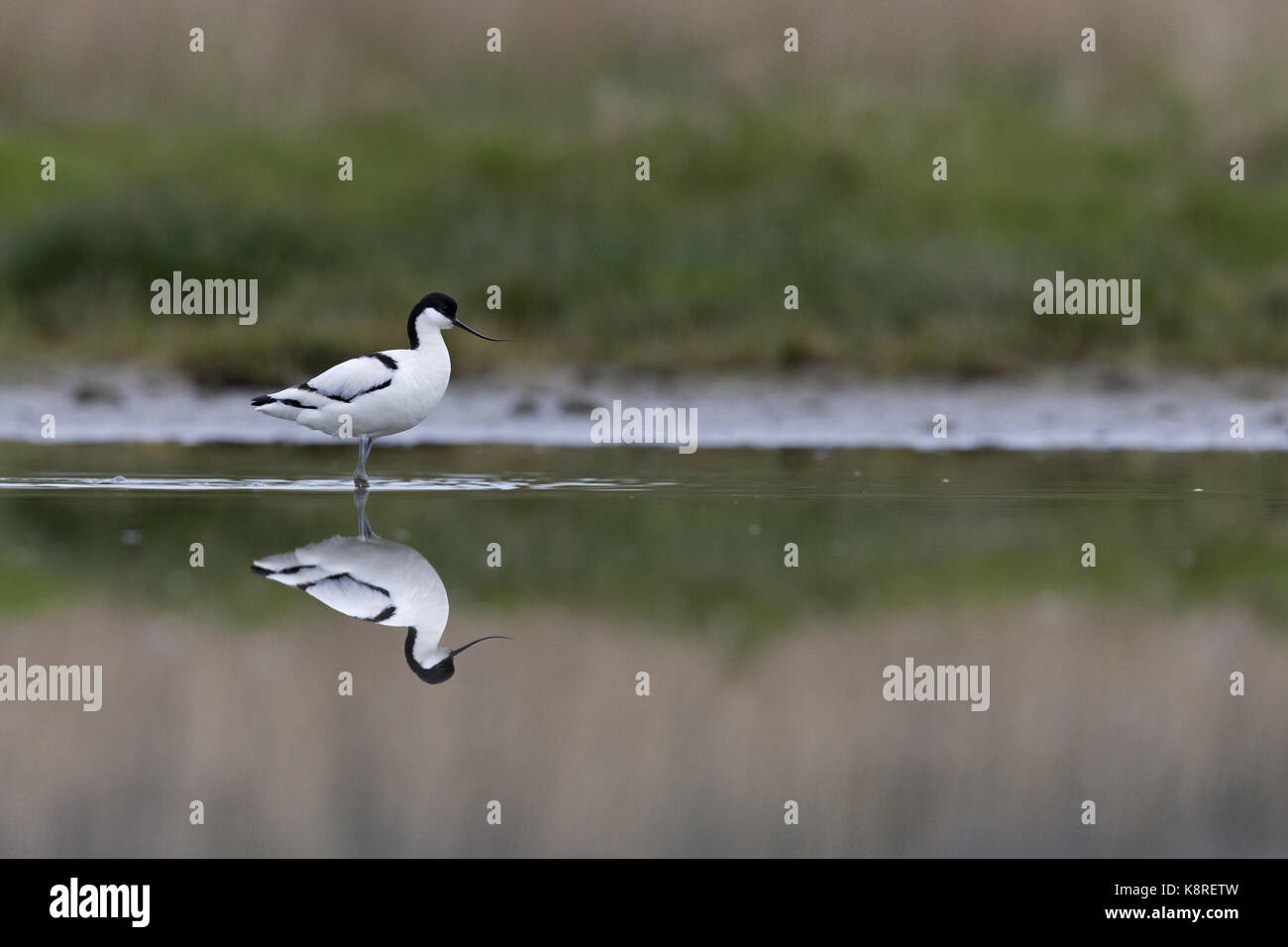 Eurasian avocetta (recurvirostra avosetta) adulto, in piedi in acqua, con riflessione, Suffolk, Inghilterra, aprile Foto Stock