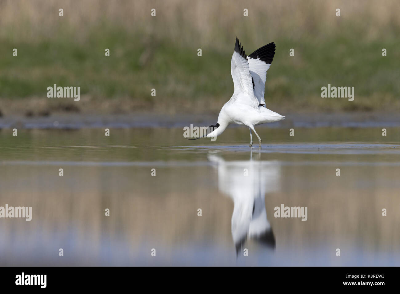 Eurasian avocetta (recurvirostra avosetta) adulto, in piedi in acqua, stretching ali, Suffolk, Inghilterra, aprile Foto Stock