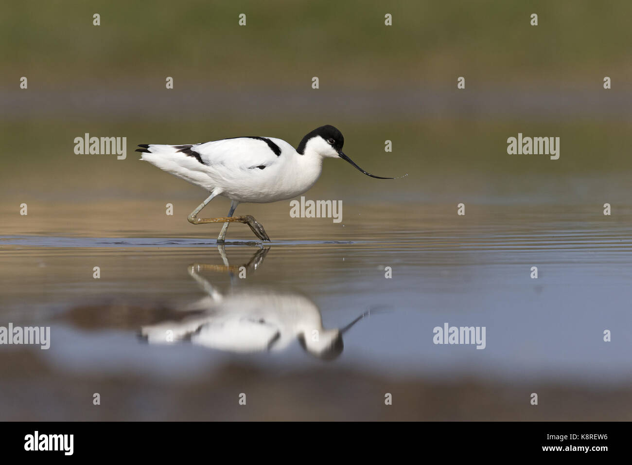 Eurasian avocetta (recurvirostra avosetta) adulto, trampolieri, con riflessione, Suffolk, Inghilterra, aprile Foto Stock