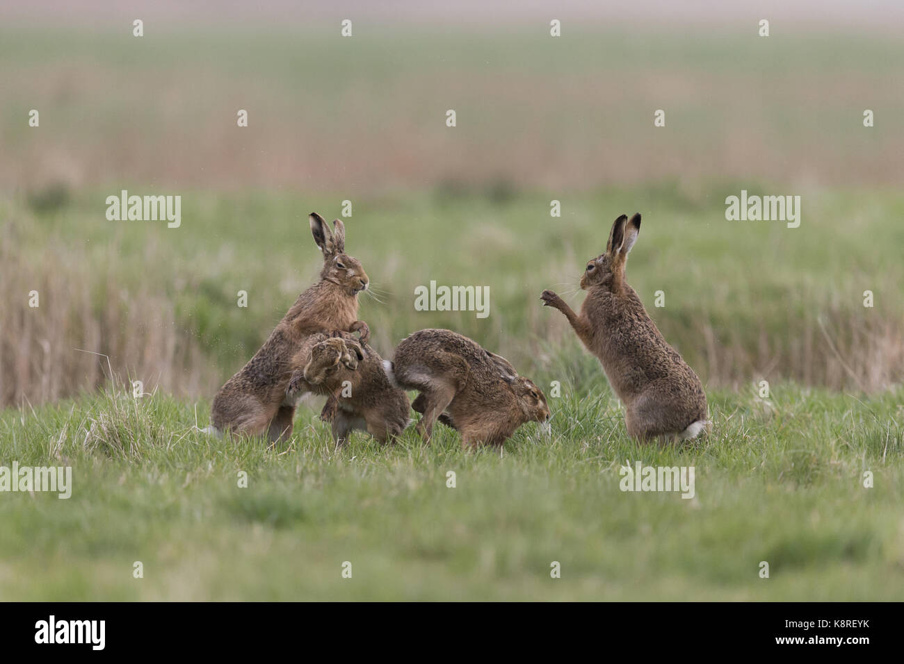 Unione lepre (Lepus europeaus) 4 adulti, femmina in piedi in difesa di 3 maschi in lotta fra loro, nel campo in erba, Suffolk, Inghilterra, marzo Foto Stock