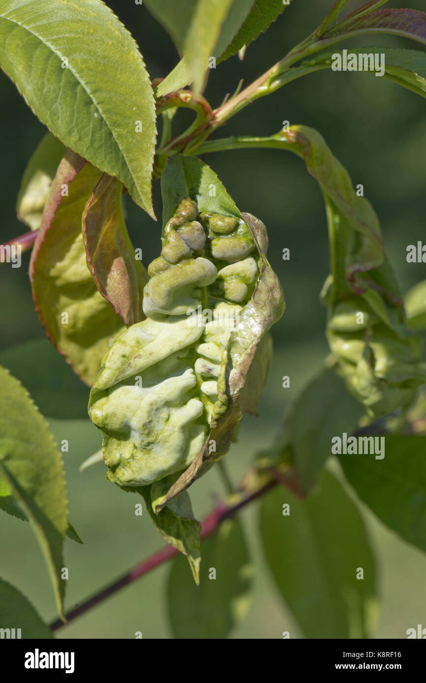 Peach leaf curl, taphrina reumatoide, deformato foglie su un piccolo albero di pesche noci "signore napier' causata da un fungo Foto Stock