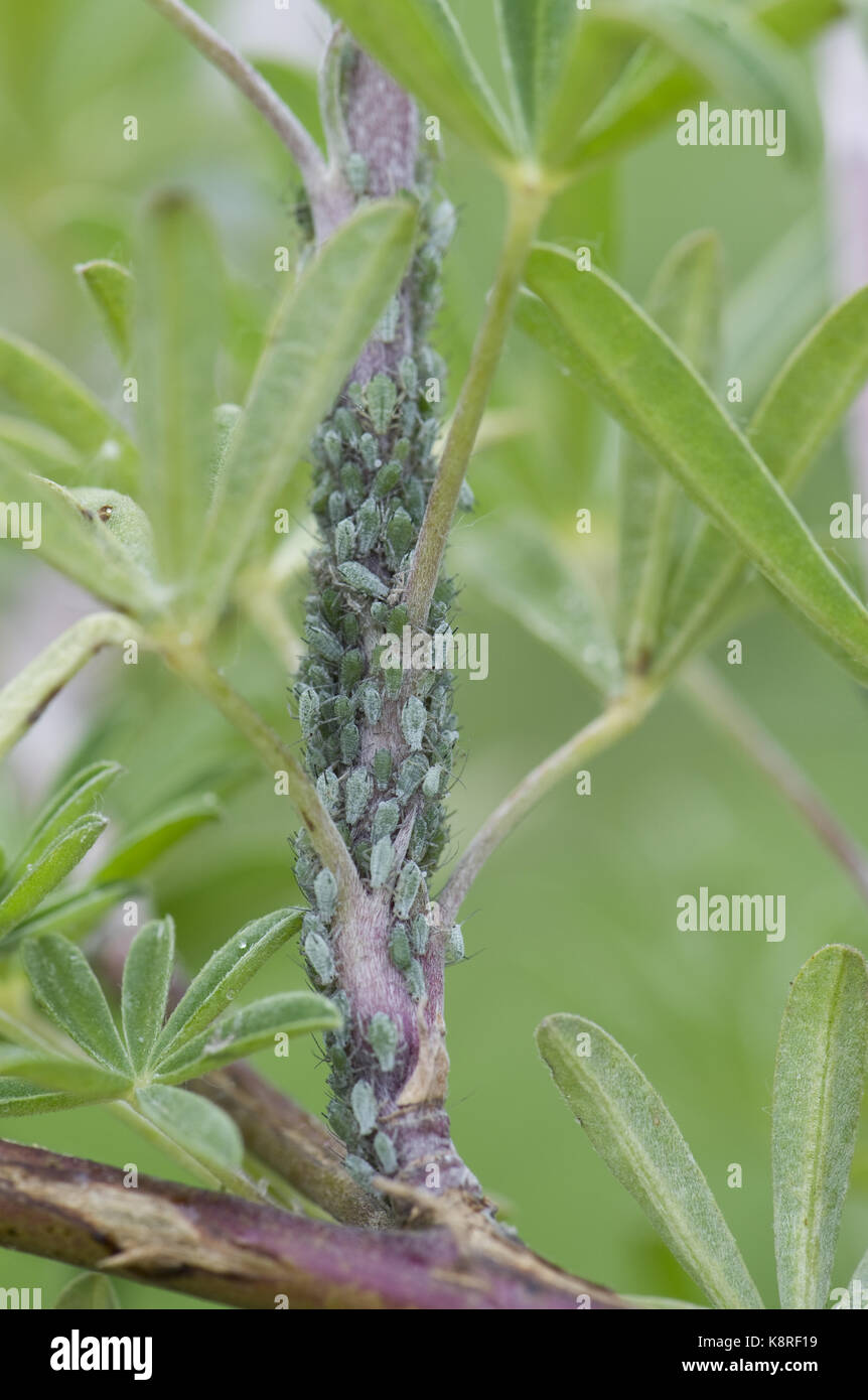 Lupin afidi, macrosiphum albifrons, infestazione sullo stelo e germogli apicale di un giovane albero lupin, lupinus arboreus, un serio impianto aspirazione di peste in sp Foto Stock