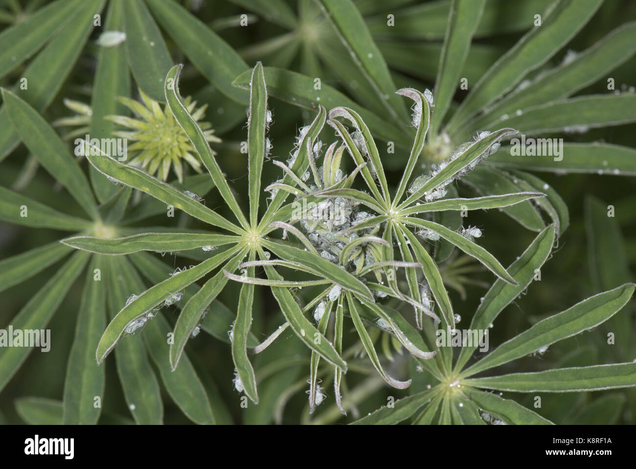 Lupin afidi, macrosiphum albifrons, infestazione sullo stelo e germogli apicale di un giovane albero lupin, lupinus arboreus, un serio impianto aspirazione di peste in sp Foto Stock