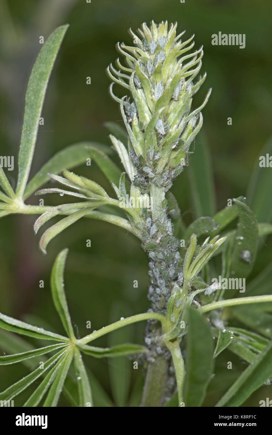 Lupin afidi, macrosiphum albifrons, infestazione sullo stelo e germogli apicale di un giovane albero lupin, lupinus arboreus, un serio impianto aspirazione di peste in sp Foto Stock