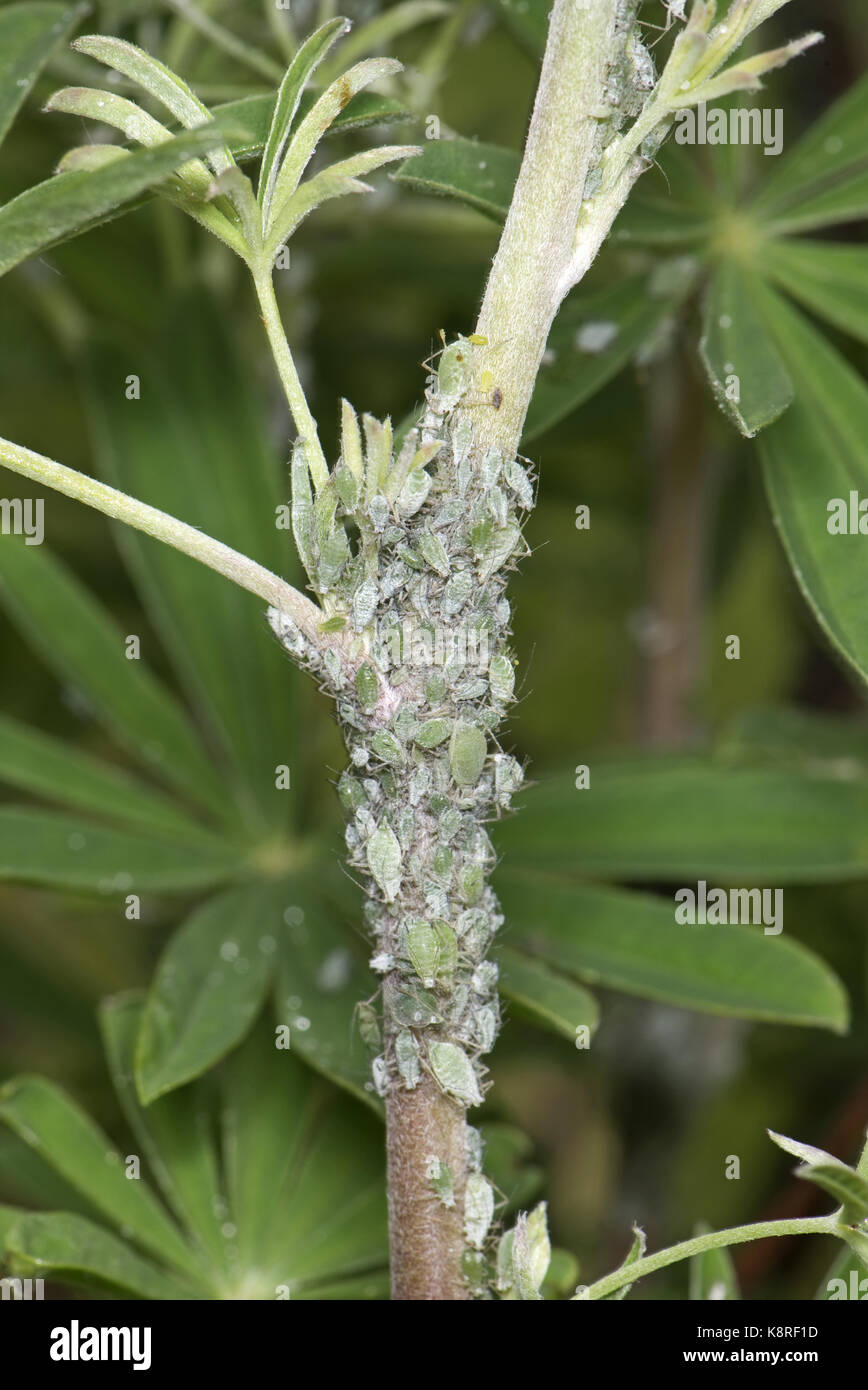 Lupin afidi, macrosiphum albifrons, infestazione sullo stelo e germogli apicale di un giovane albero lupin, lupinus arboreus, un serio impianto aspirazione di peste in sp Foto Stock