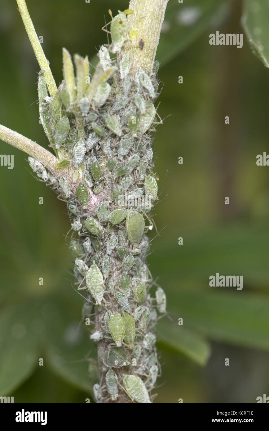 Lupin afidi, macrosiphum albifrons, infestazione sullo stelo e germogli apicale di un giovane albero lupin, lupinus arboreus, un serio impianto aspirazione di peste in sp Foto Stock