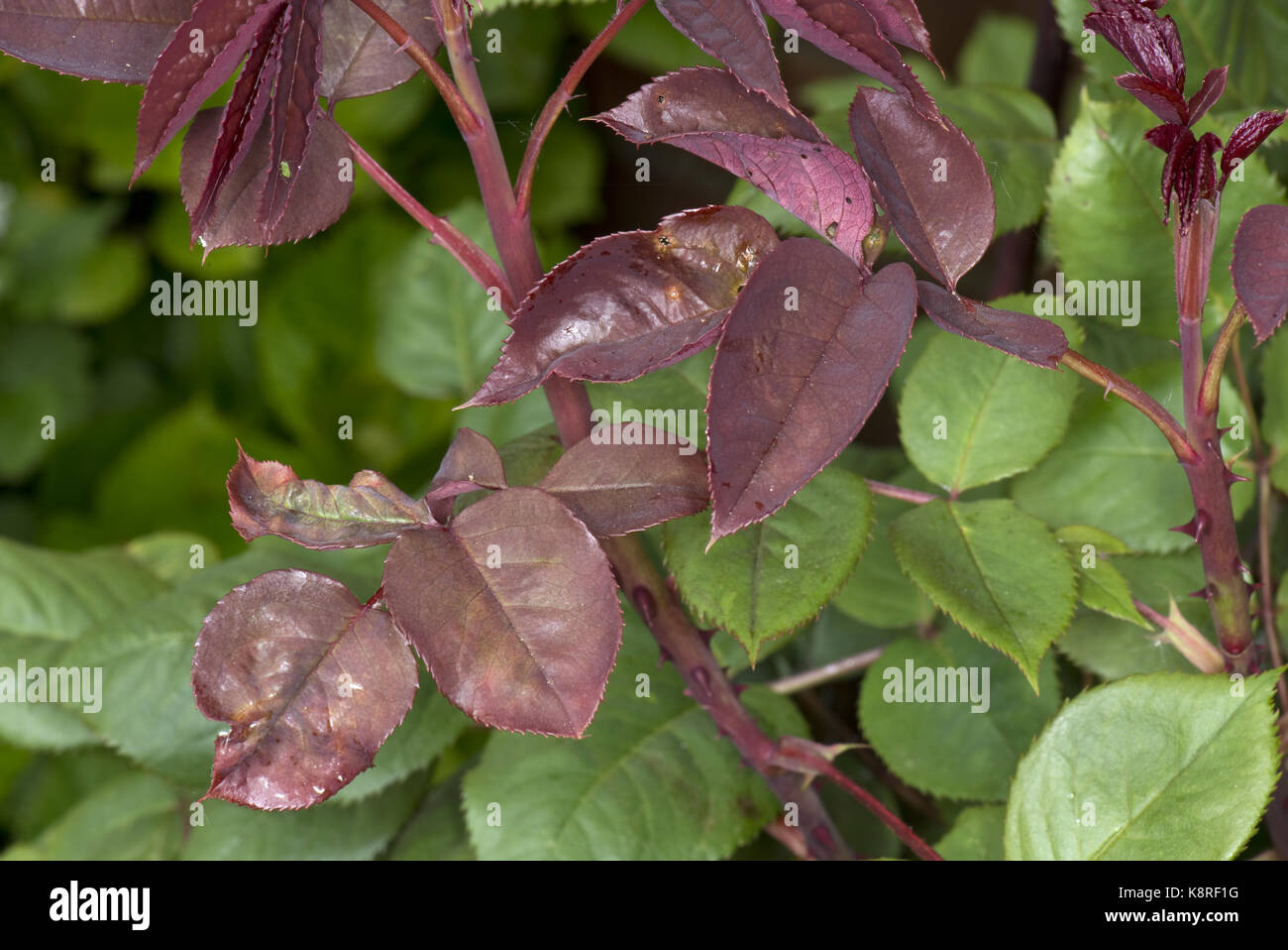 Rose, afide macrosiphum rosae, danni di alimentazione ai giovani red rose lascia causando puckerig e vesciche presto nella loro stagione, può Foto Stock