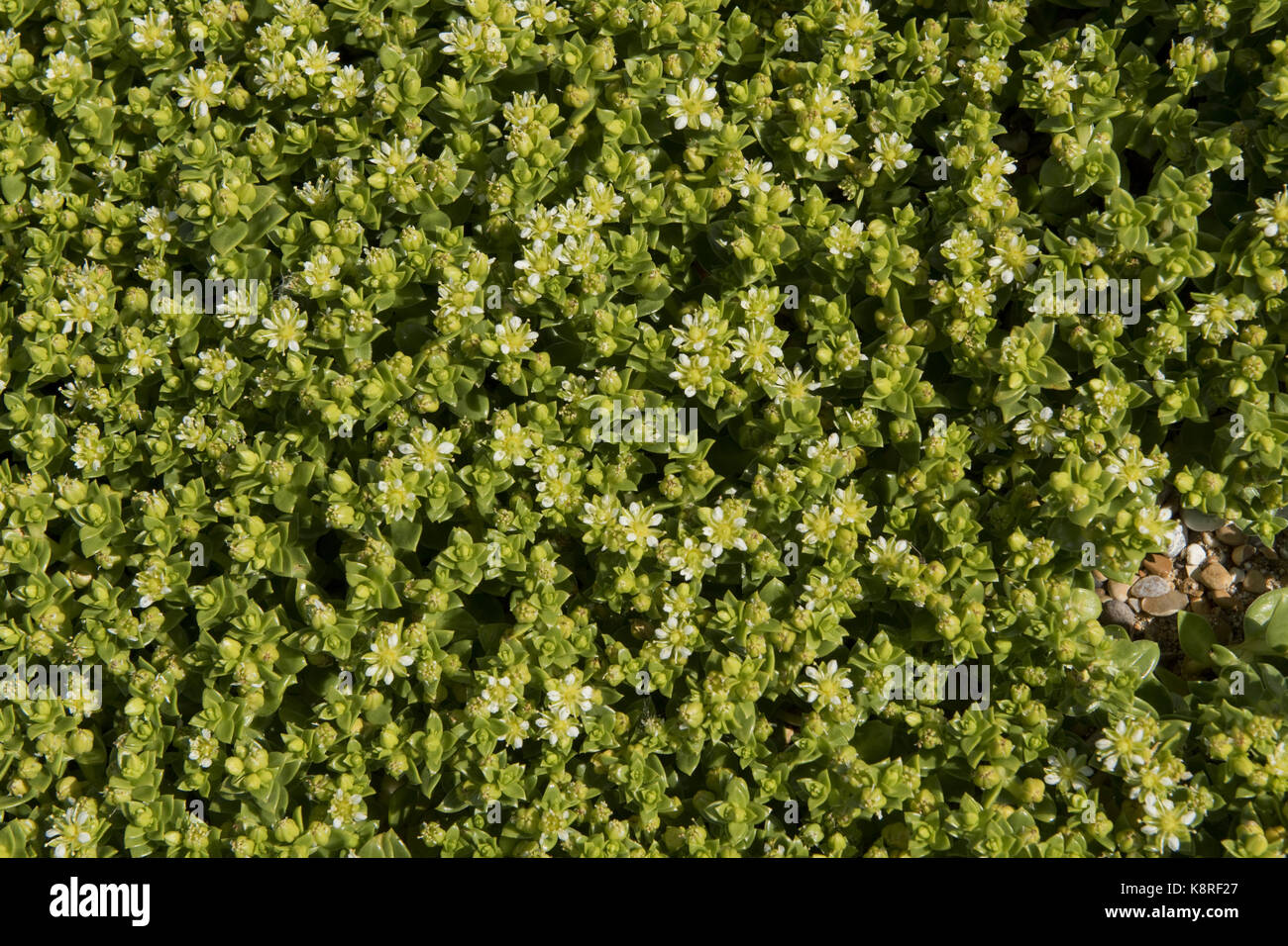 Inglese stonecrop, sedum anglicum, fioritura sulla ghiaia di Chesil Beach, Dorset, può Foto Stock