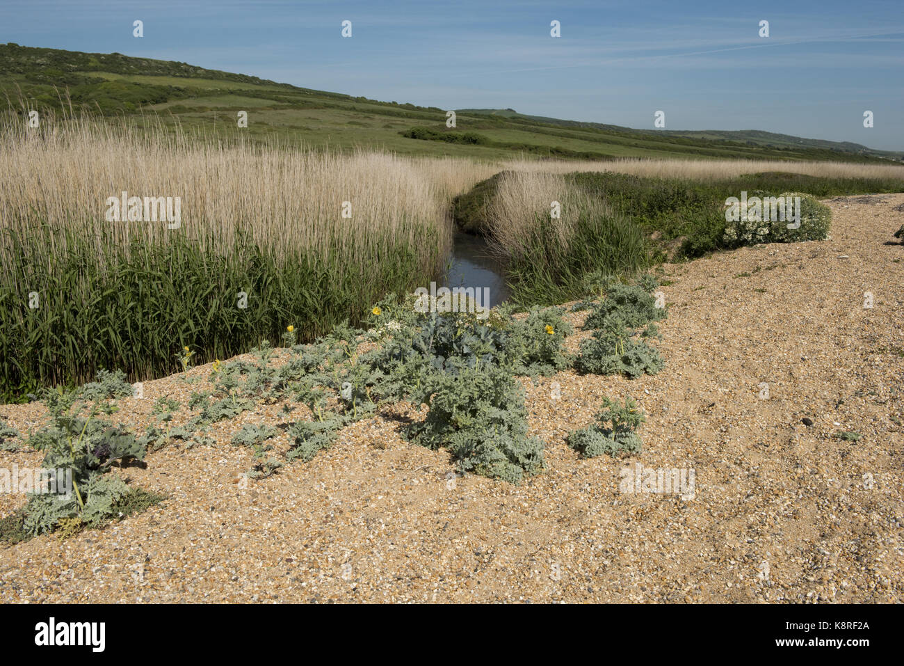 Lago e reed a letto cogden spiaggia riserva naturale su chesil beach. ghiaia ed il giallo papavero cornuto sulla spiaggia di ciottoli, Dorset, può Foto Stock Lago e reed a letto cogden spiaggia riserva naturale su chesil beach. ghiaia ed il giallo papavero cornuto sulla spiaggia di ciottoli, Dorset, può Foto Stock