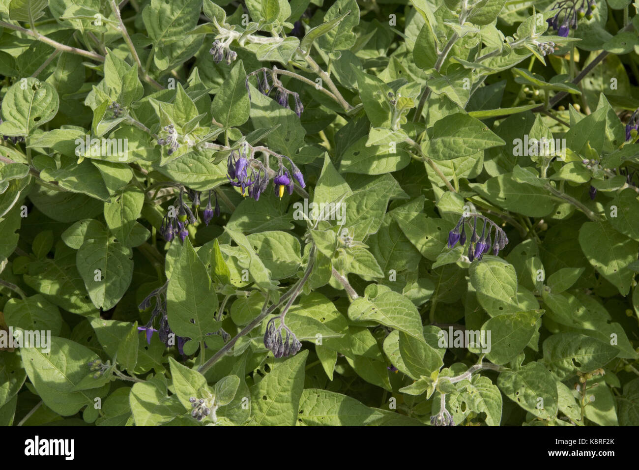 Woody nightshade o agrodolce, Solanum dulcamara, fioritura delle piante che crescono in di ciottoli di Chesil Beach, Dorset, può Foto Stock