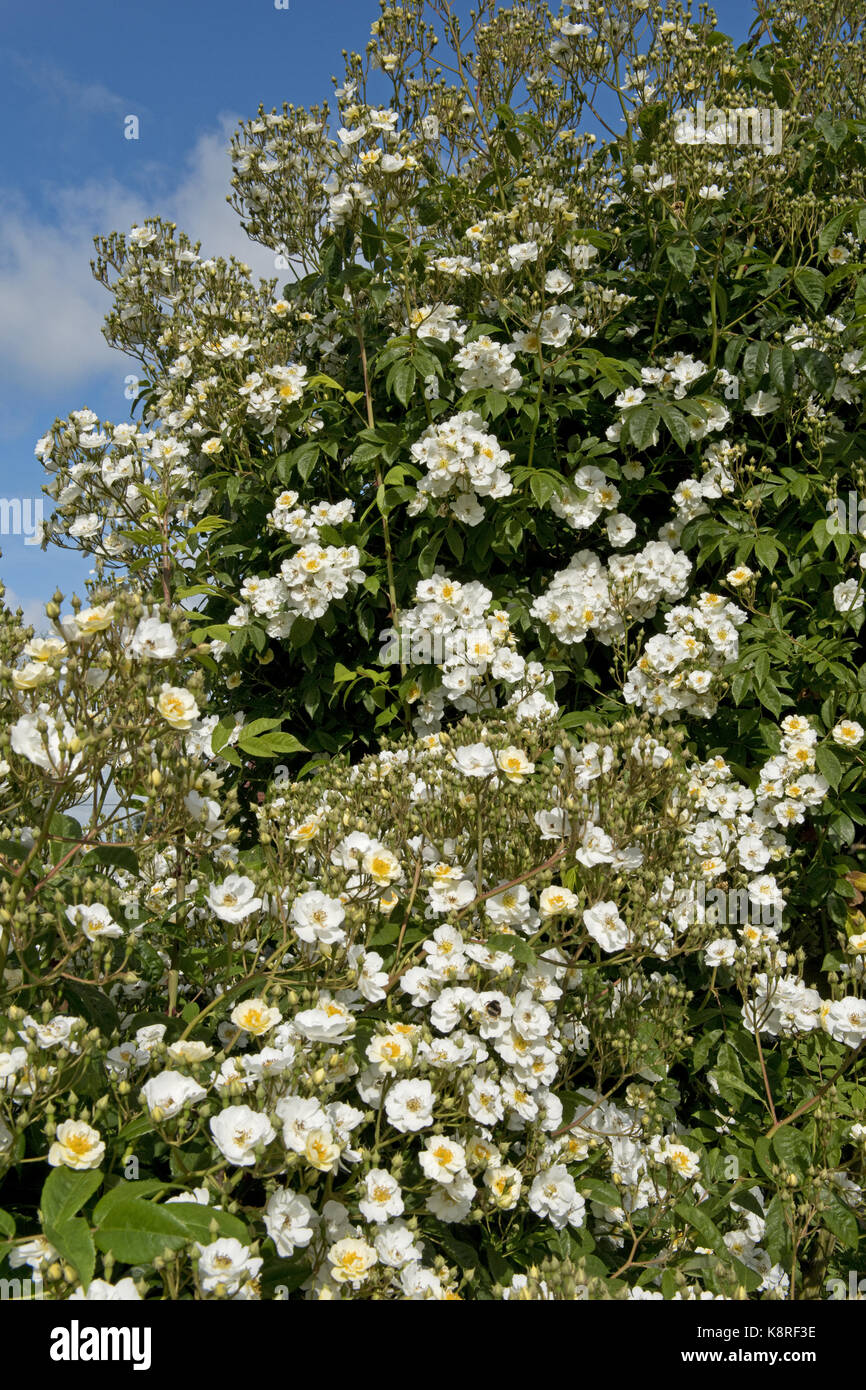 Rambling Rector rose arrampicarsi su un arco roise e in piena fioritura su un luminoso giorno di estate, berkshire, giugno Foto Stock