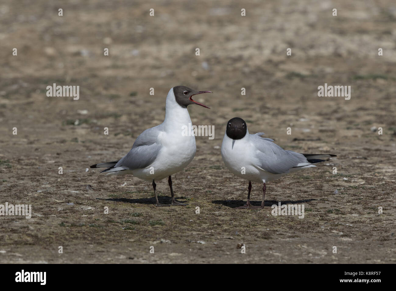 Testa nera gull coppia di corteggiamento. Foto Stock