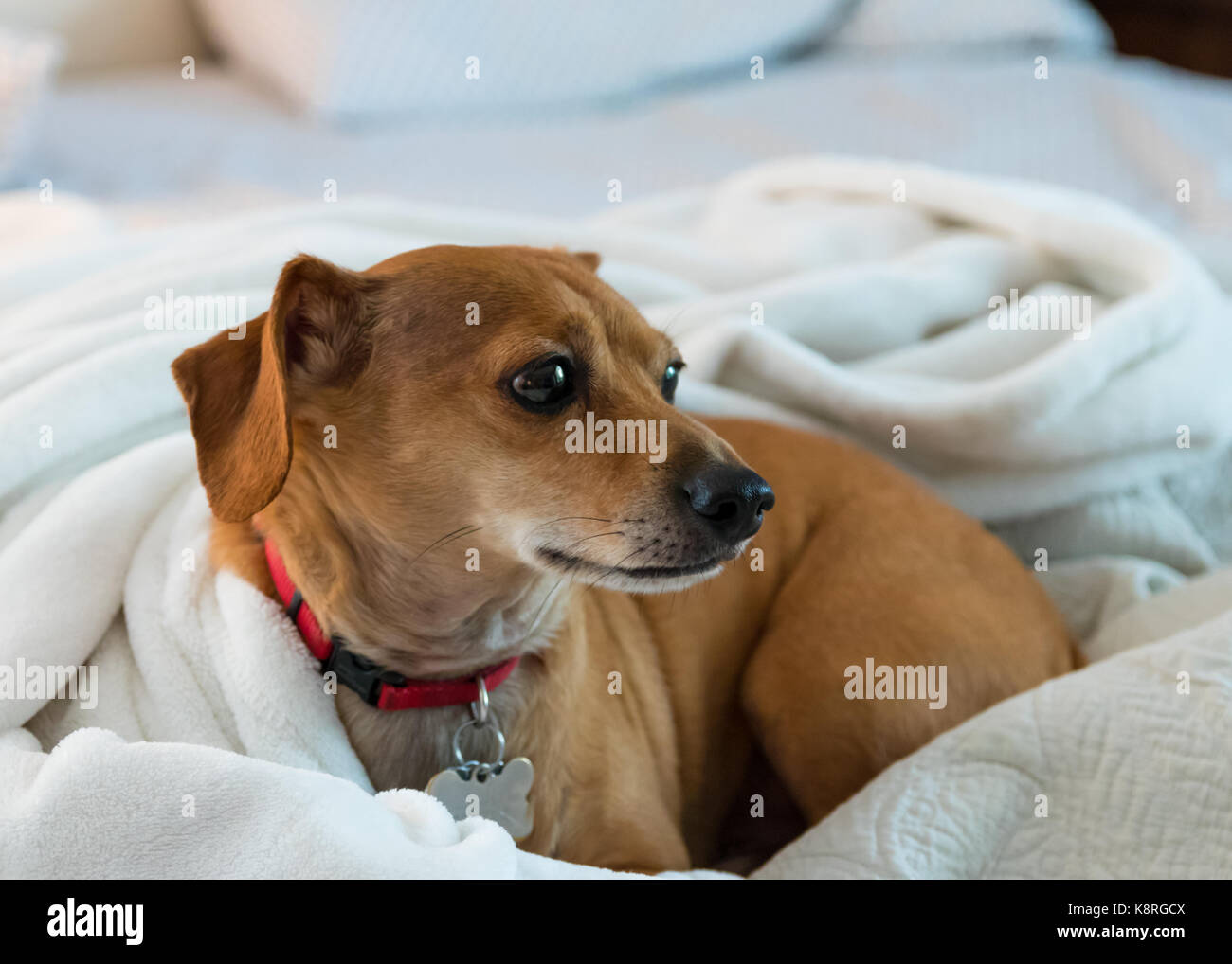Carino chiweenie avvolto a ricciolo in una coltre bianca sul letto disfatto Foto Stock