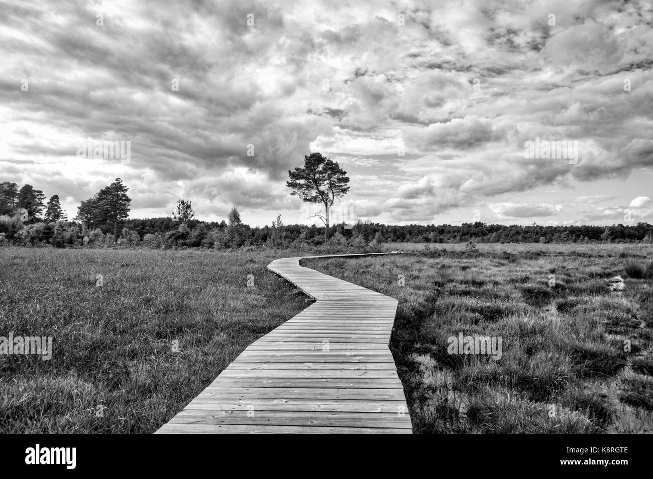 Passerella in legno su terreni di palude con moody sky Foto Stock