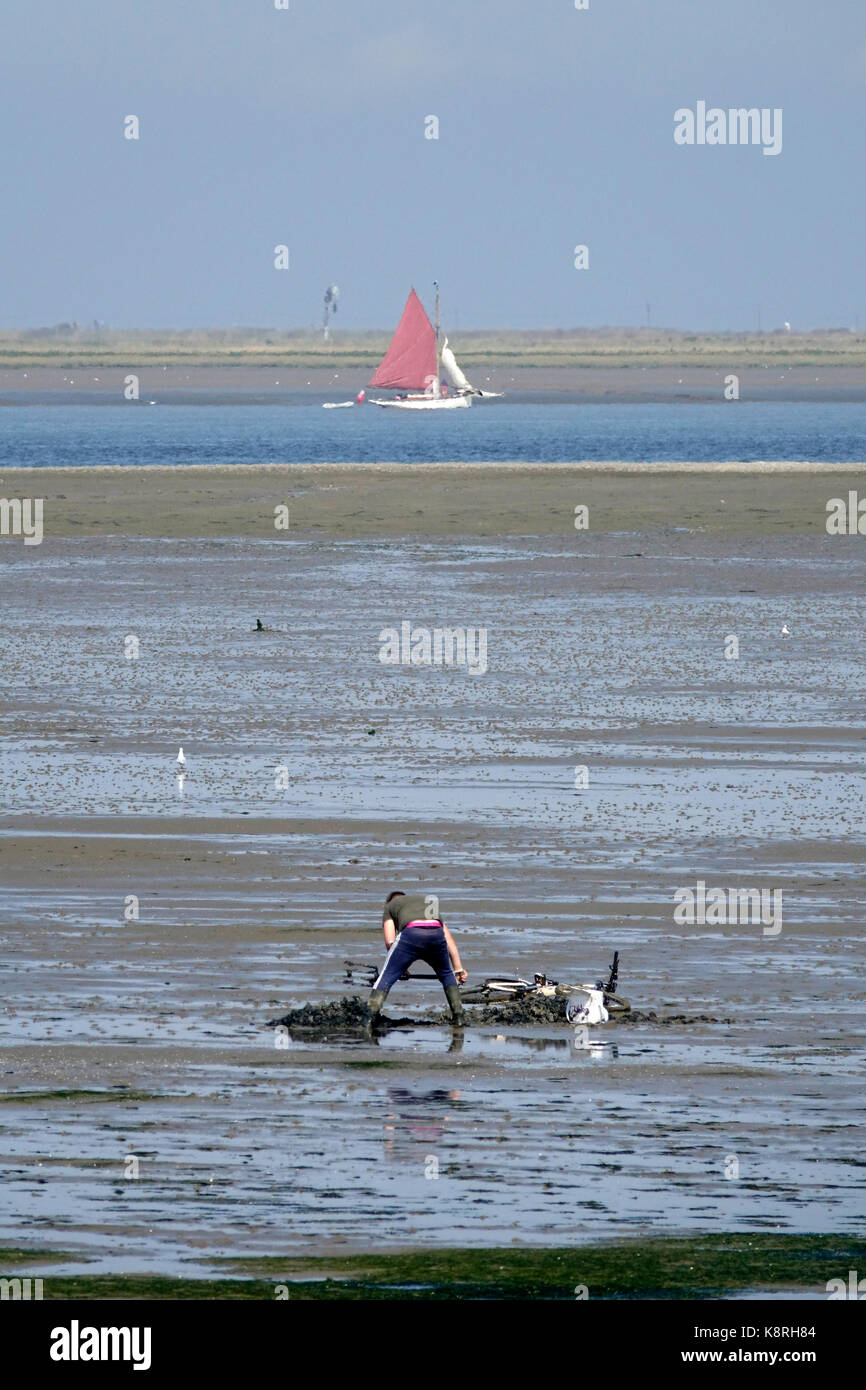 Scavo di lugworm o Sandworm Arenicola (marina) a sud swale, kent. guardando verso l'Isle of Sheppey. Foto Stock