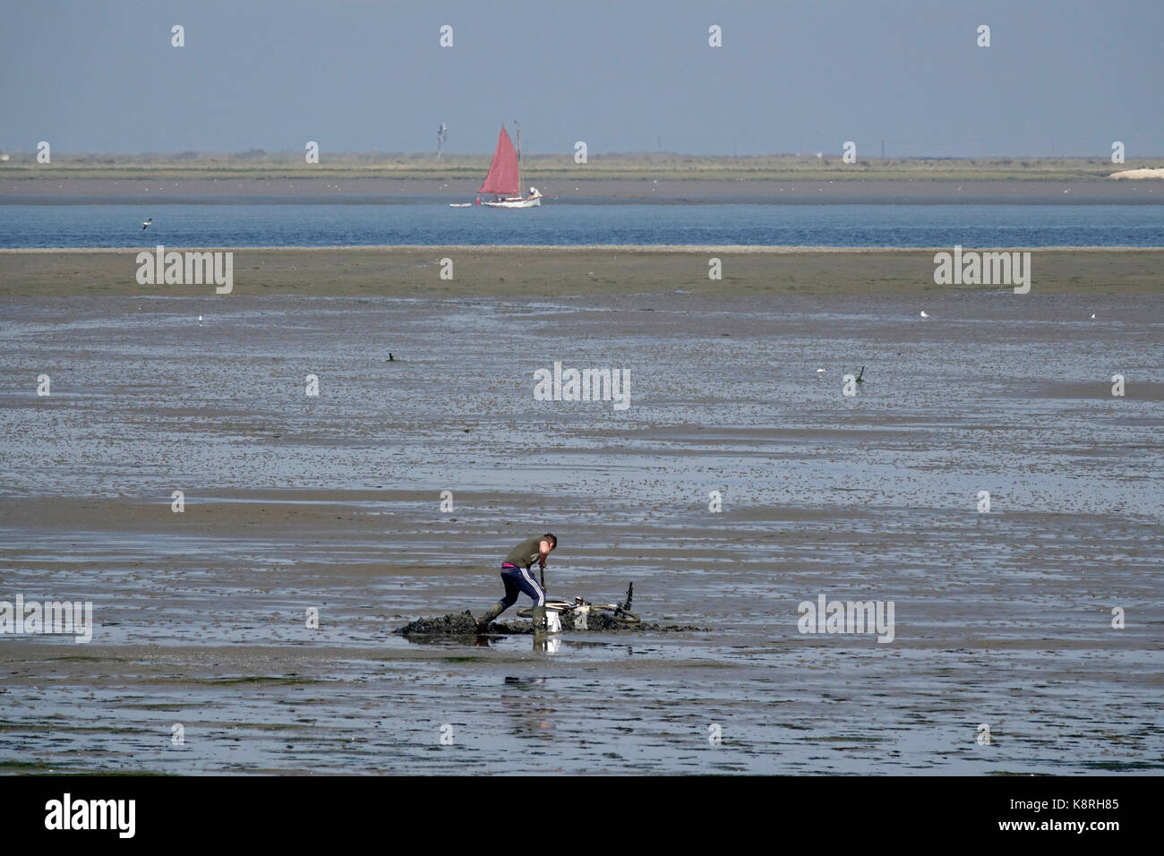 Scavo di lugworm o Sandworm Arenicola (marina) a sud swale, kent. guardando verso l'Isle of Sheppey. Foto Stock