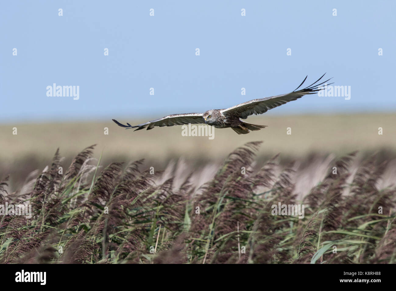 Marsh Harrier volanti maschio su canne di palude di deepdale norfolk. Foto Stock