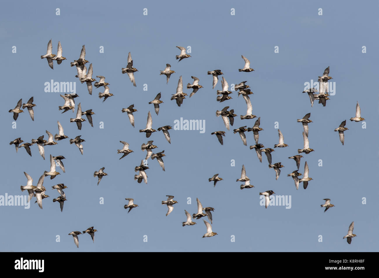 Golden plovers battenti tarda estate, norfolk Foto Stock