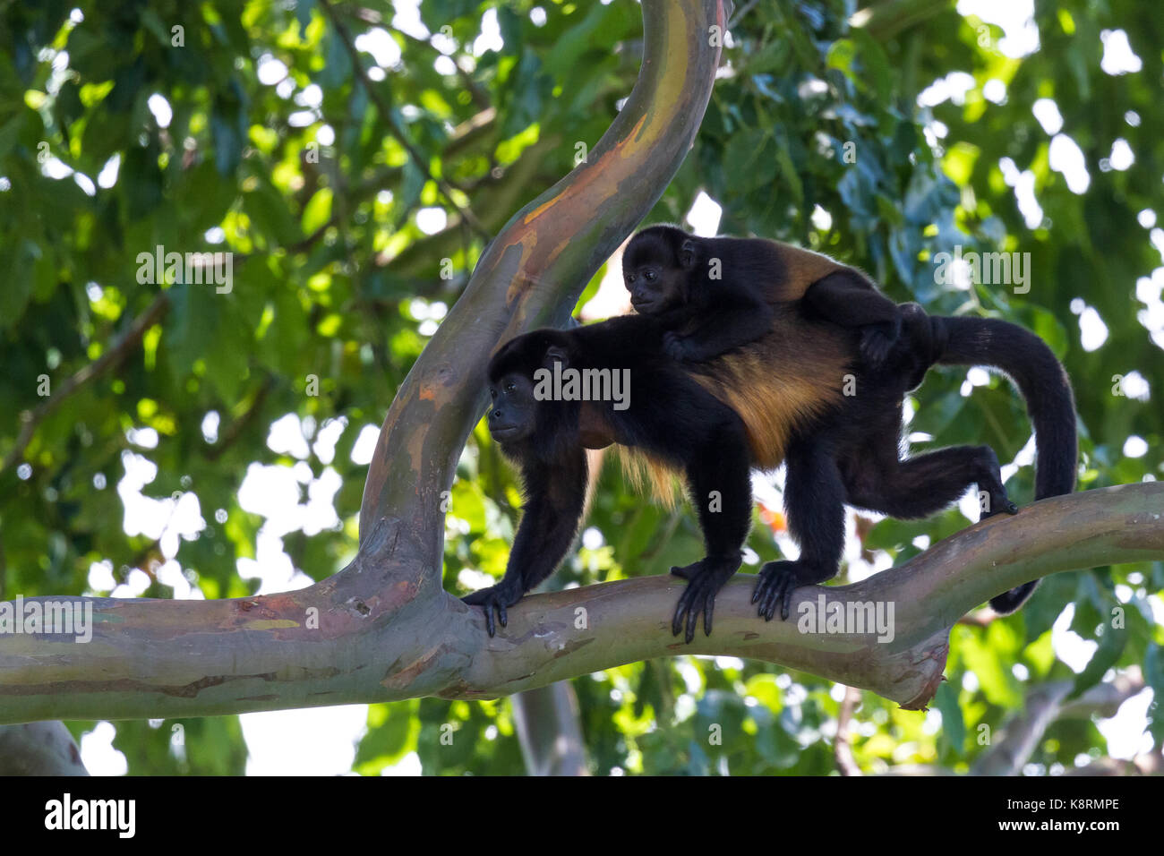 Madre howler camminando su un ramo di albero con il suo bambino appeso sul Foto Stock