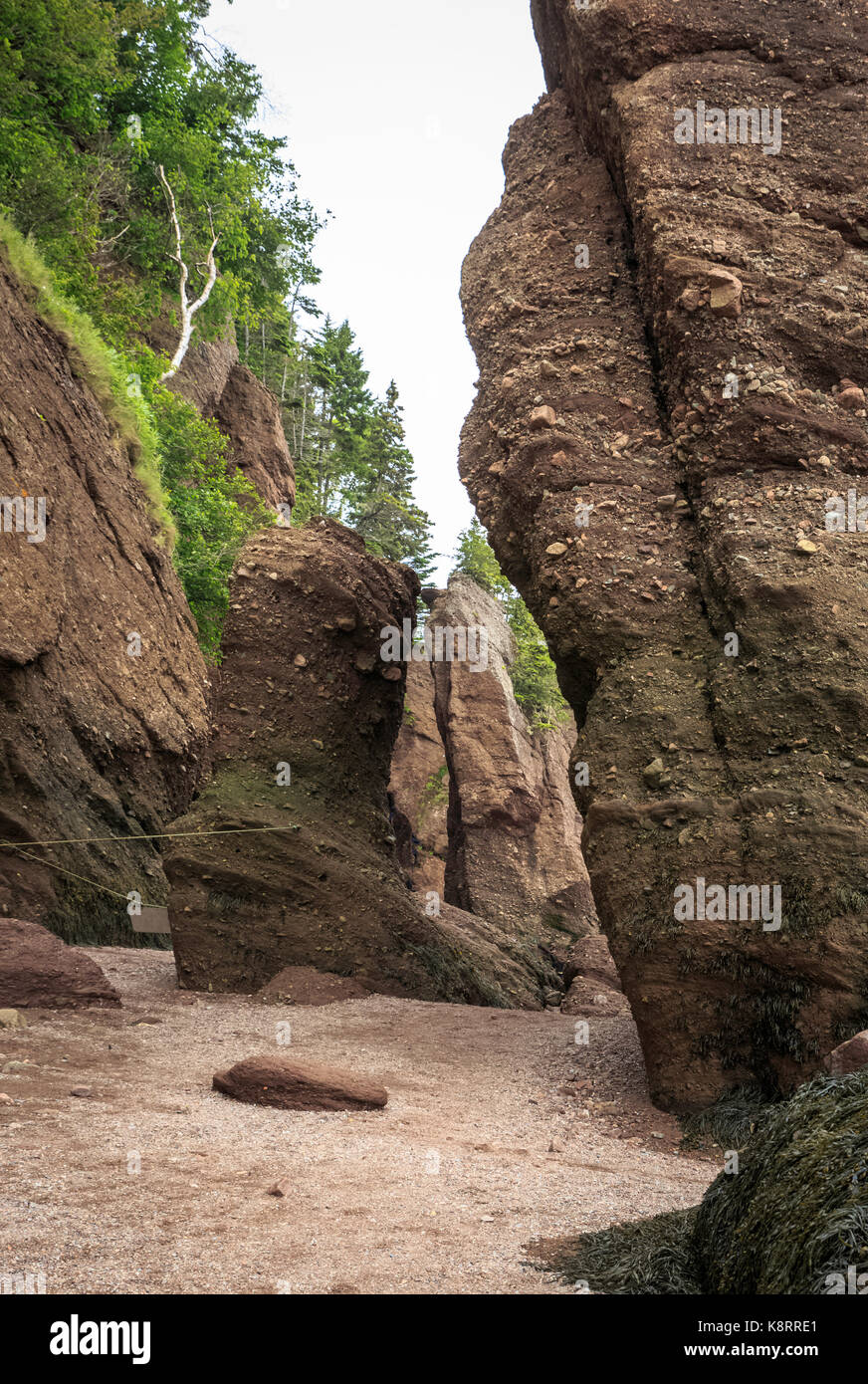 Vaso di fiori formazioni di roccia causato dalla scogliera erosione, hopewell rocks, fundy national park, la baia di Fundy, New Brunswick, Canada Foto Stock