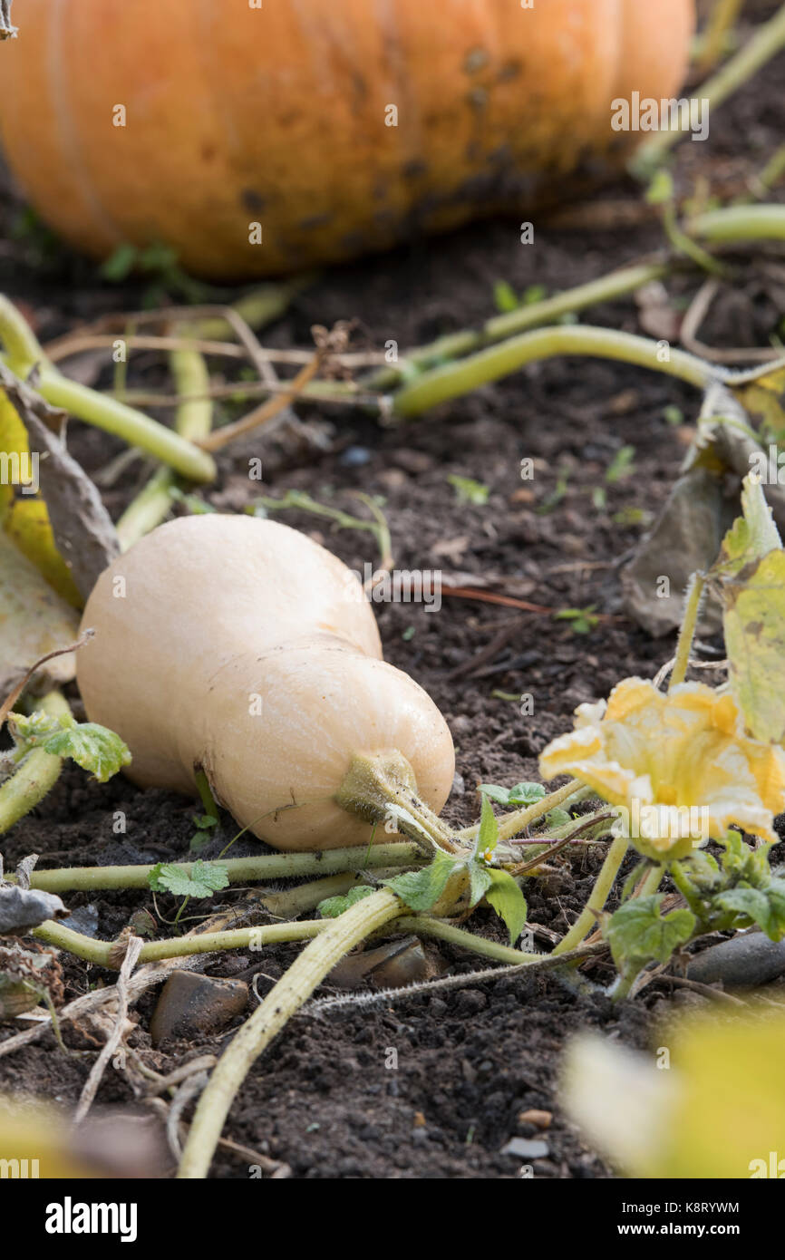 La Cucurbita moschata. La zucca "Hercules' in crescita in un orto. Regno Unito Foto Stock