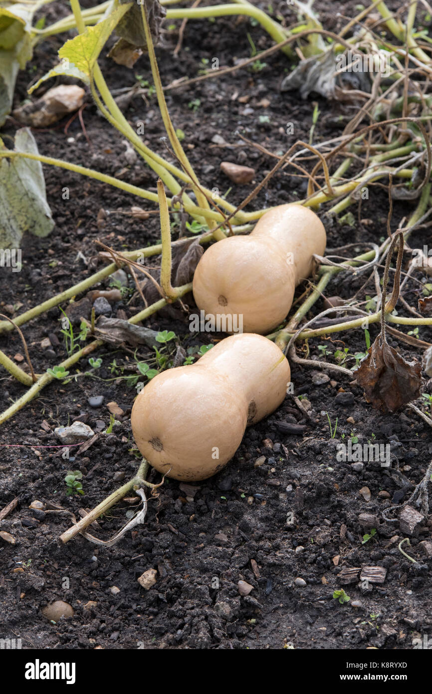La Cucurbita moschata. La zucca "Hercules' in crescita in un orto. Regno Unito Foto Stock