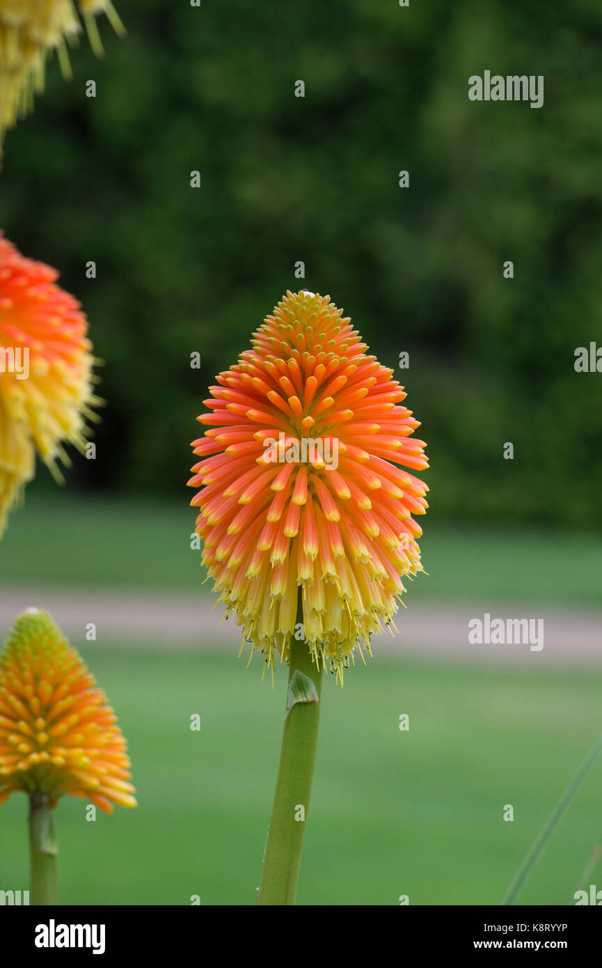 Kniphofia caulescens. Caulescent red hot poker Foto Stock