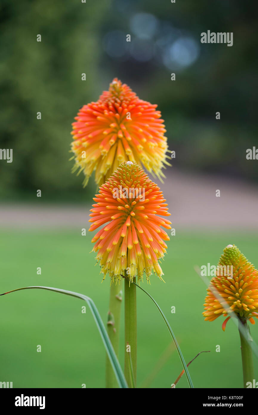 Kniphofia caulescens. Caulescent red hot poker Foto Stock