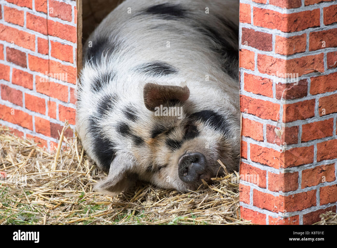 Sus scrofa domesticus. Maiale Kunekune addormentato in una penna temporaneo presso il Royal County of Berkshire show. Newbury, Berkshire. Regno Unito Foto Stock