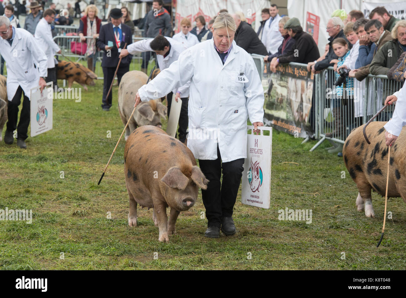 Sus scrofa domesticus. Gli agricoltori che mostra Oxford di sabbia e di maiali neri presso il Royal County of Berkshire show. Newbury, Berkshire. Regno Unito Foto Stock