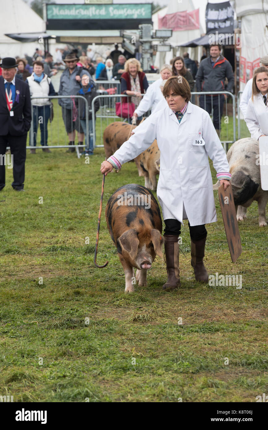 Sus scrofa domesticus. Gli agricoltori che mostra Oxford di sabbia e di maiali neri presso il Royal County of Berkshire show. Newbury, Berkshire. Regno Unito Foto Stock