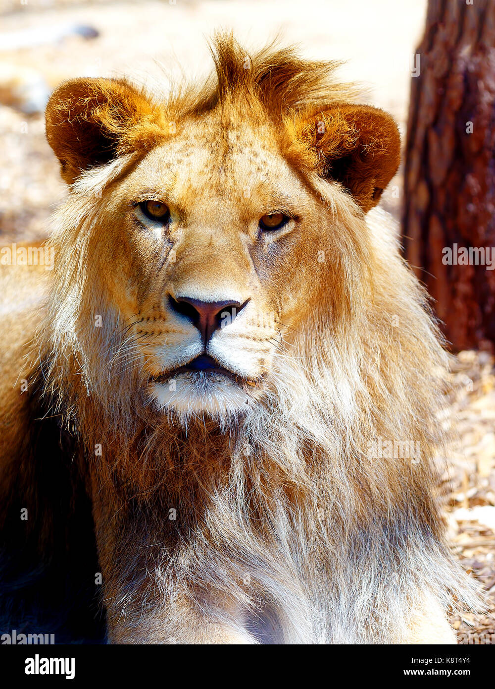 Bella faccia di leone, profilo verticale. La sfocatura dello sfondo. Foto Stock