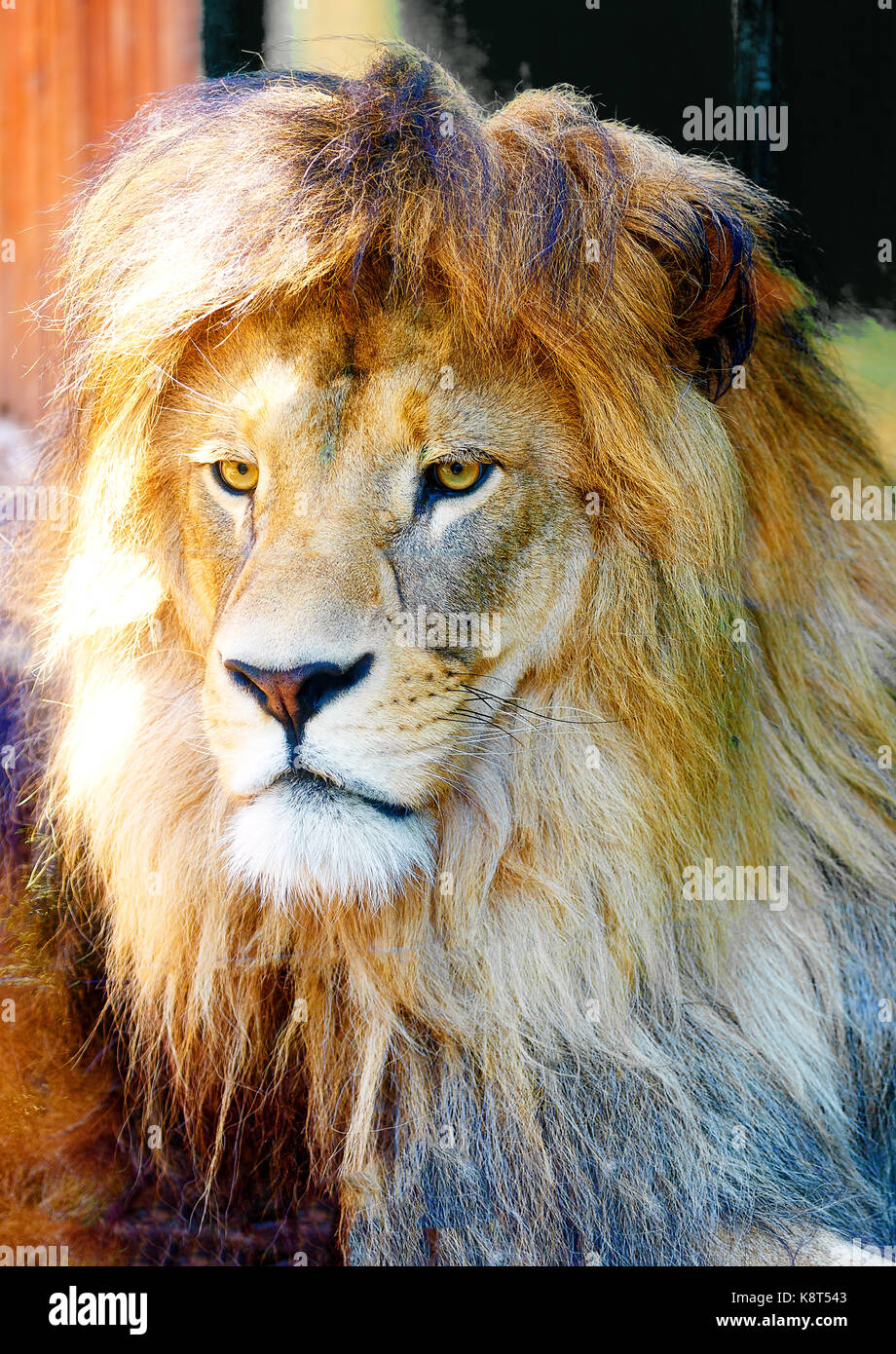 Bella faccia di leone, profilo verticale. La sfocatura dello sfondo. Foto Stock