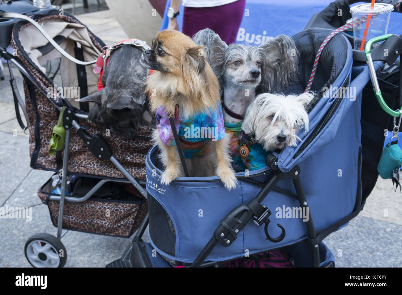 Gli amanti degli animali nazionali di celebrare la Giornata del cane al Brooklyn Public Library con un cane fashion show sul tappeto verde. Cane nazionale giorno viene celebrato il 26 agosto ogni anno ed è stata fondata nel 2004 da Pet & Famiglia esperto di stile di vita animale e l'avvocato, Colleen Paige. Foto Stock