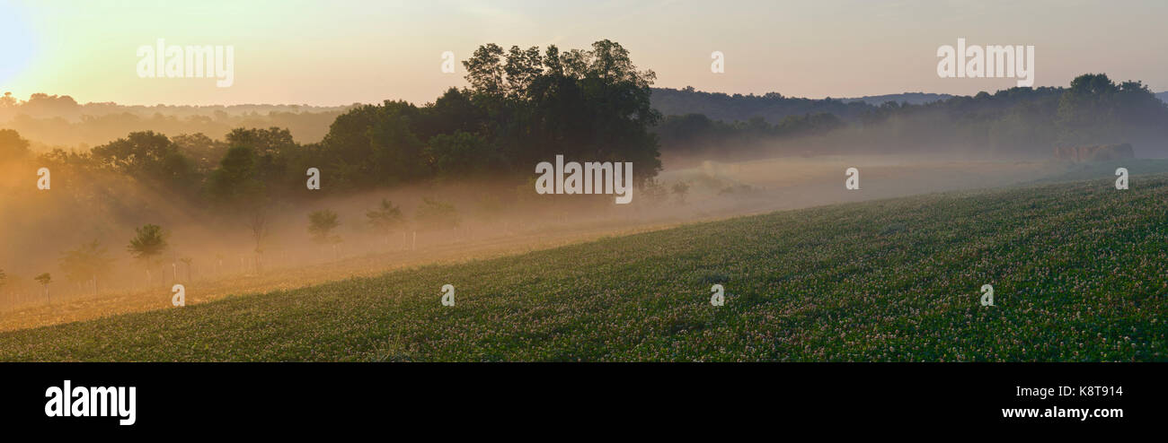 Panorama del campo nella mattinata con la nebbia Foto Stock