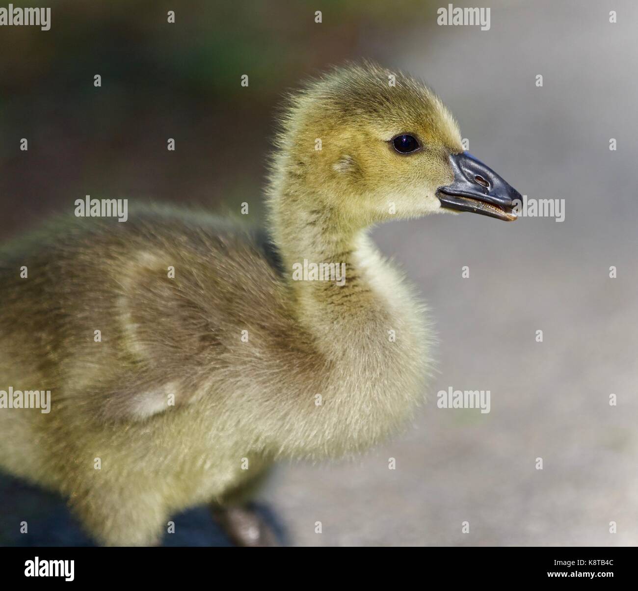 Foto di un simpatico pulcino di Oche del Canada su una strada Foto Stock