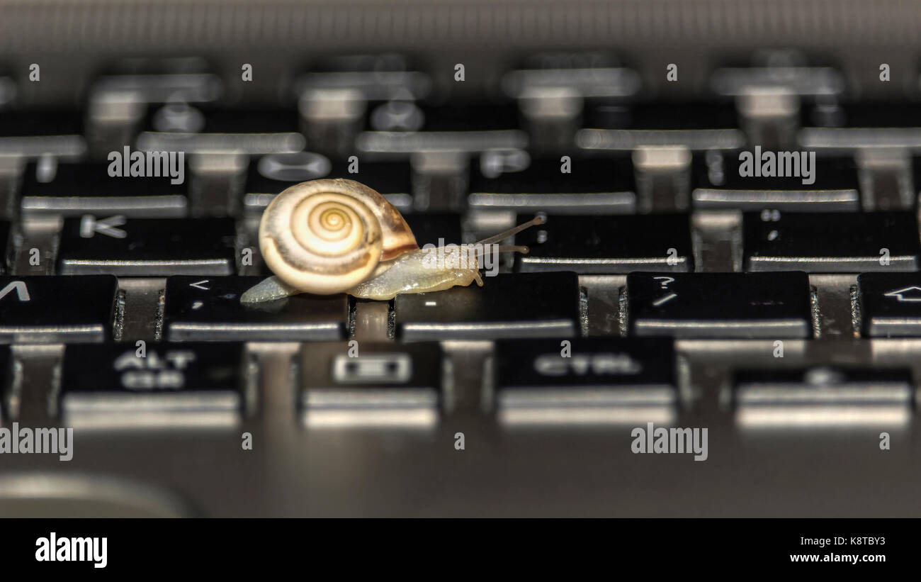 Una lumaca strisciare lungo la tastiera del computer Foto Stock
