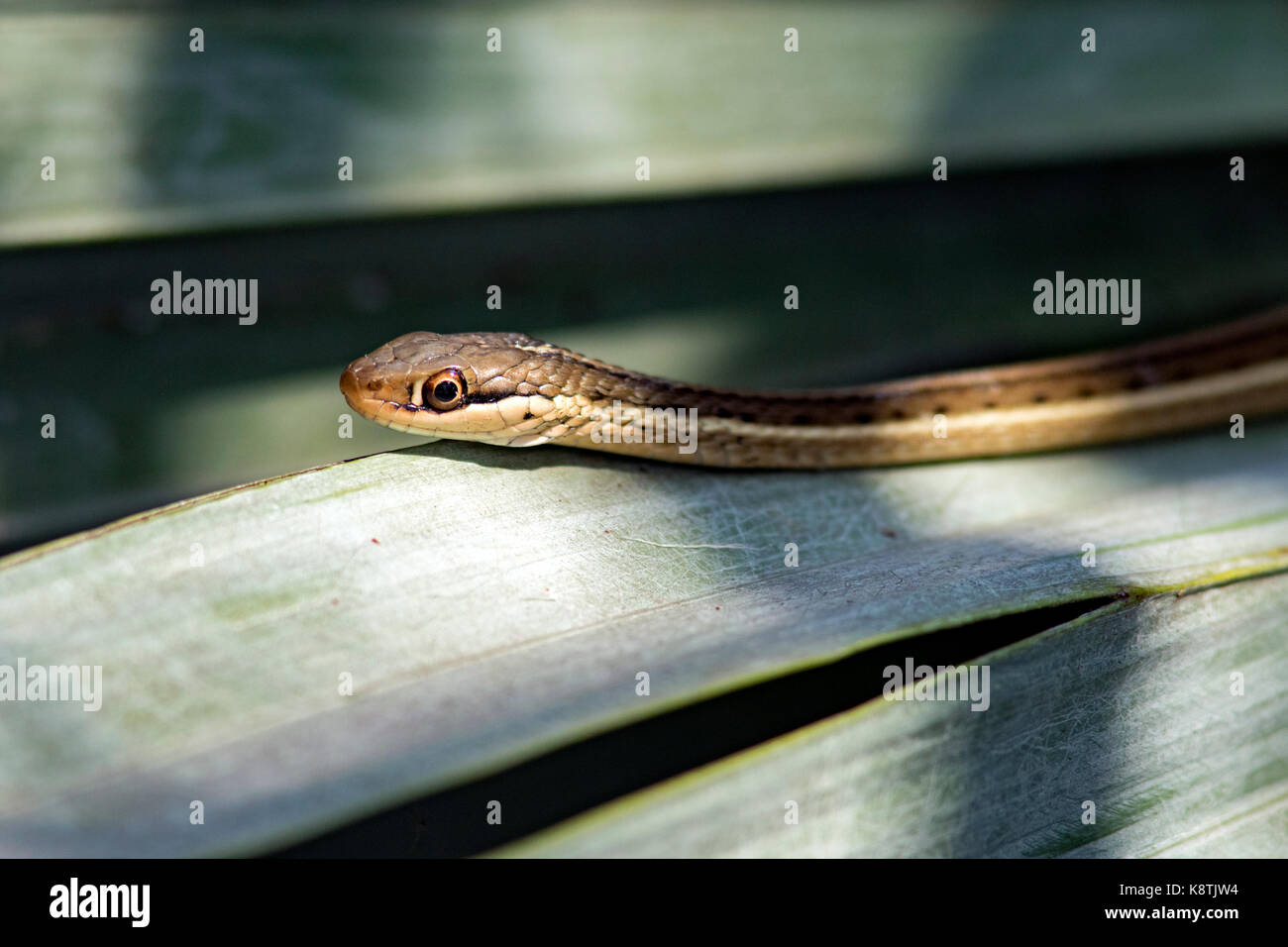 Close-up di nastro orientale snake - verde cay zone umide, Boynton Beach, Florida USA Foto Stock
