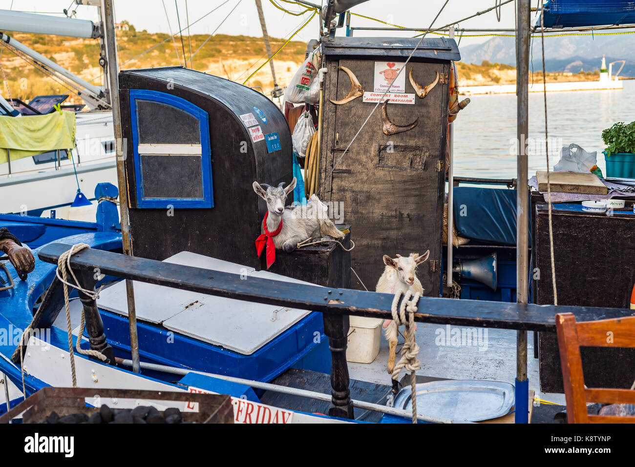 Isola di Samos, Grecia - 18 Settembre 2016: due capra sulla barca da pesca a Pythagorion/Pythagoreio Foto Stock